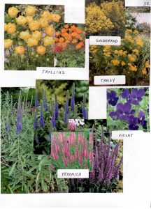 Saskatoon Perennials