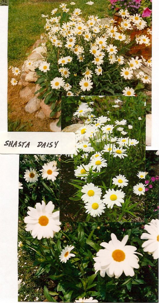 CHRYSANTHEMUM superbum Shasta Daisy Gardens Four Seasons