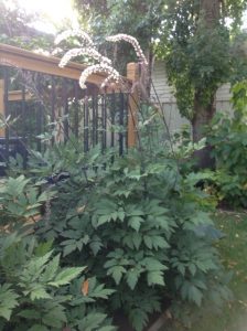 CIMICIFUGA - Black Cohosh/Bugbane