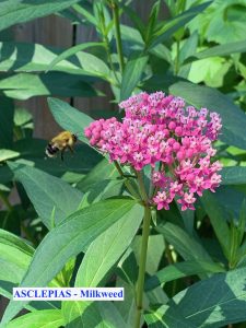 Aclepias & Bee