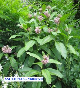 Asclepius Plant