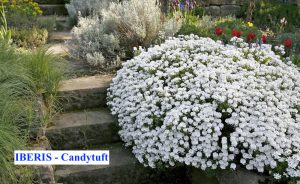 Iberis White